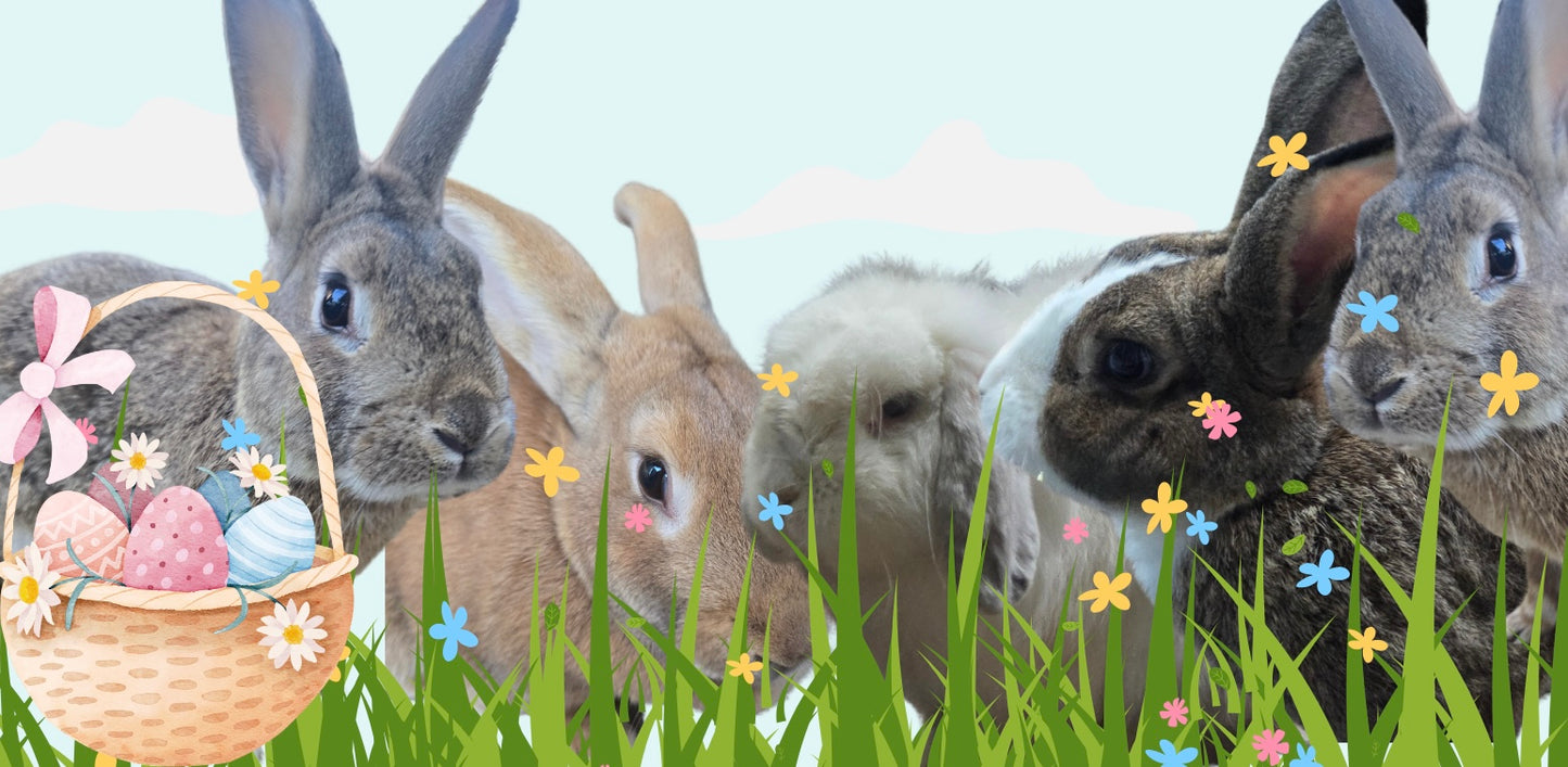 Bunnies and Blooms